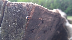 Harmonia axyridis