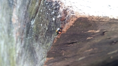 Harmonia axyridis