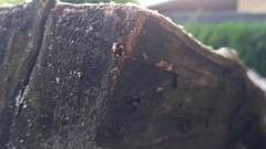 Harmonia axyridis