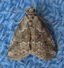 Hyperstrotia pervertens