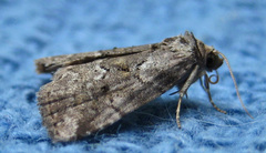 Hyperstrotia pervertens