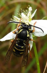Vespula infernalis