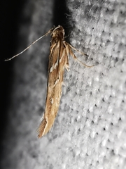 Pyroderces argyrogrammos