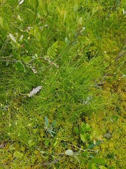 Carex billingsii