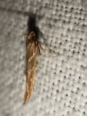 Pyroderces argyrogrammos