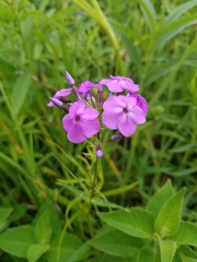 Phlox glaberrima interior