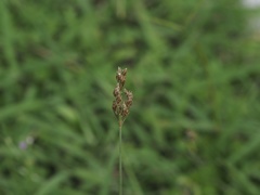 Fimbristylis dichotoma