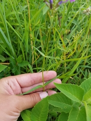 Phlox glaberrima interior