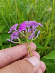 Phlox glaberrima interior