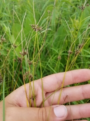 Juncus dudleyi