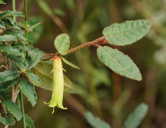 Correa reflexa lobata