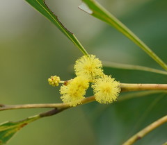 Acacia obliquinervia