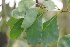 Acacia obliquinervia
