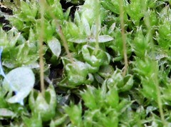 Funaria flavicans