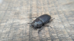 Aegus chelifer nitidus