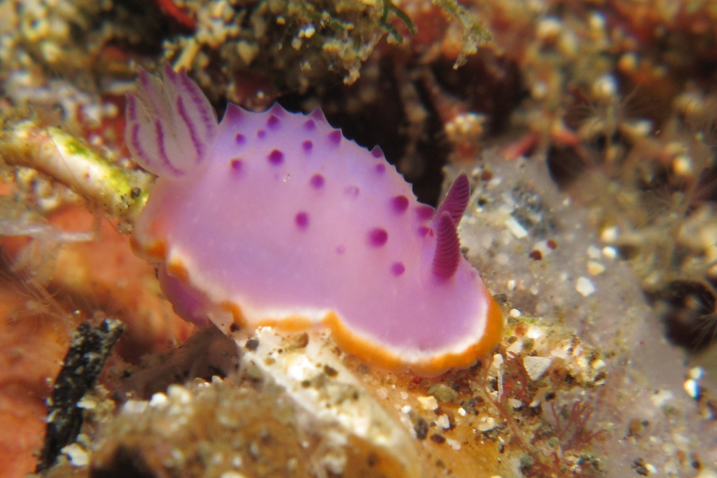 Marie's Mexichromis