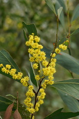 Acacia obliquinervia