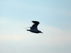 Larus argentatus smithsonianus