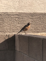 Turdus migratorius