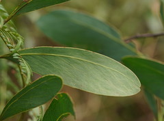 Acacia obliquinervia