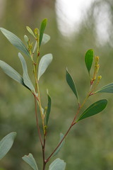Acacia obliquinervia