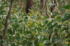 Acacia obliquinervia