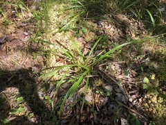 Carex folliculata