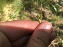 Carex folliculata