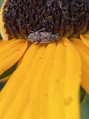 Ligyrocoris diffusus