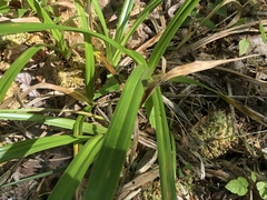 Carex folliculata