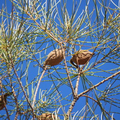 Hakea persiehana
