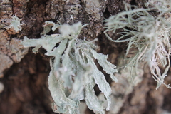 Ramalina stenospora