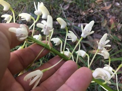 Dendrobium speciosum boreale