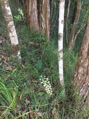 Dendrobium speciosum boreale