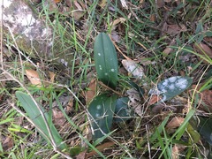 Dendrobium speciosum boreale