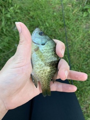 Lepomis macrochirus macrochirus