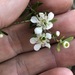 Soft-fruited Tea Tree - Photo (c) Greg Tasney, some rights reserved (CC BY-SA), uploaded by Greg Tasney