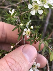 Leptospermum semibaccatum
