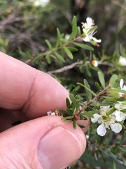 Leptospermum semibaccatum