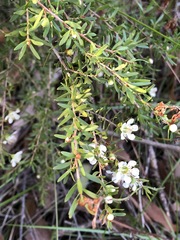 Leptospermum semibaccatum