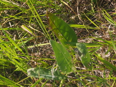 Silphium terebinthinaceum
