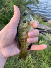 Lepomis macrochirus macrochirus