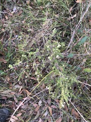 Leptospermum semibaccatum