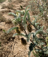 Astragalus pycnostachyus pycnostachyus
