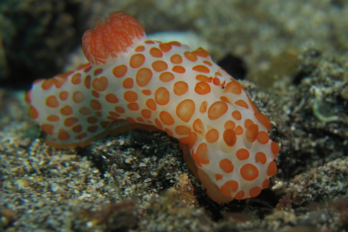 Gymnodoris impudica