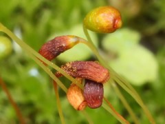 Funaria flavicans