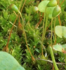Funaria flavicans
