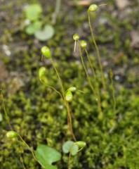 Funaria flavicans