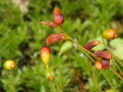 Funaria flavicans
