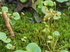 Funaria flavicans